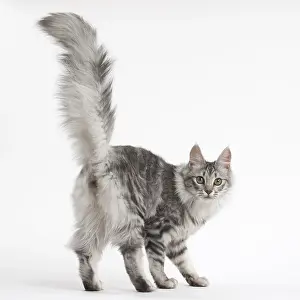 Angoras: Turkish Angora Kitten in the studio