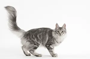 Angoras: Turkish Angora Kitten in the studio