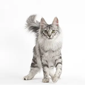 Angoras: Turkish Angora Kitten in the studio