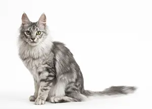 Angoras: Turkish Angora Kitten in the studio