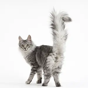 Angoras: Turkish Angora Kitten in the studio