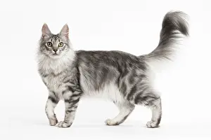 Angoras: Turkish Angora Kitten in the studio