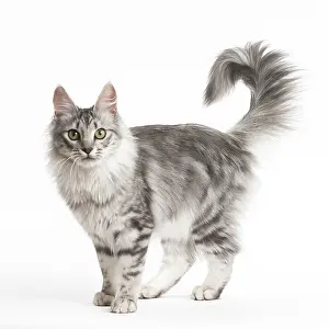 Angoras: Turkish Angora Kitten in the studio