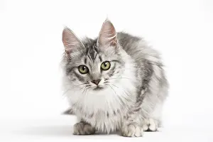 Angoras: Turkish Angora Kitten in the studio