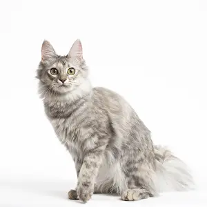 Angoras: Turkish Angora Kitten in the studio