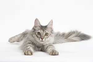 Angoras: Turkish Angora Kitten in the studio