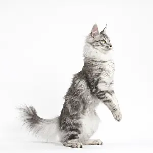 Angoras: Turkish Angora Kitten in the studio