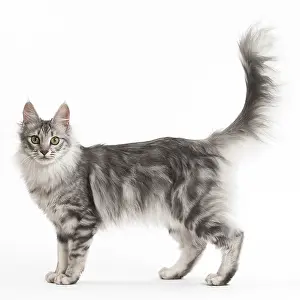 Angoras: Turkish Angora Kitten in the studio