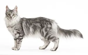 Angoras: Turkish Angora Kitten in the studio