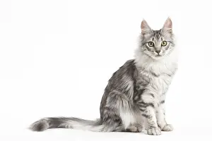 Angoras: Turkish Angora Kitten in the studio