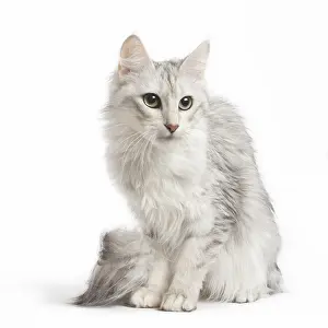 Angoras: Turkish Angora Kitten in the studio