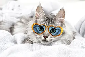 140319: Turkish Angora Kitten wearing heart-shaped glasses