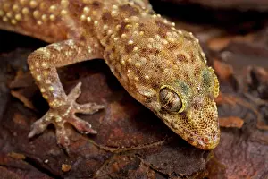 Turcicus: Turkish Gecko