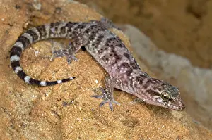 Turcicus: Turkish Gecko