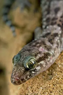Turcicus: Turkish Gecko