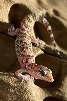 Turcicus: Turkish Gecko