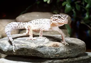 Gecko: Turkish GECKO