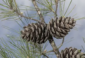 Gymnosperm: Turkish Pine or Calabrian Pine, Pinus brutia; female
