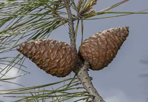 Gymnosperm: Turkish Pine or Calabrian Pine, Pinus brutia; female