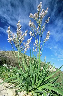 Aestivus: Turkish / Summer ASPHODEL / Silver Rod