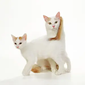 Vans: Turkish Van Cat - mother and kitten