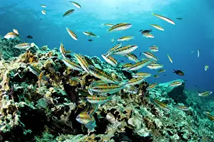 Wrasses: Turkish wrasse, Thalassoma pavo congregating to eat the eggs