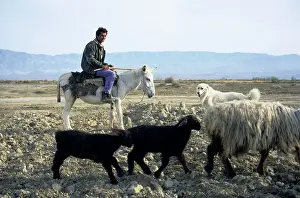 Accompanied: Turkmen shepherd on a donkey - accompanied by a
