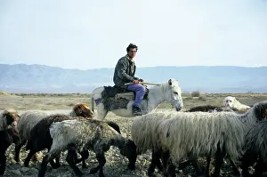 Turkmen: Turkmen Shepherd - on a donkey - with sheep and