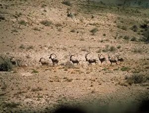 Pakistan: Turkmen Wild Goat - bachelor herd moving across desert