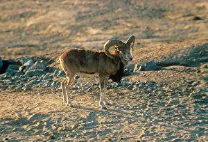 Urial: Turkomen / Afghan Urial Sheep - male