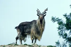 Markhors: TURKOMEN MARKHOR