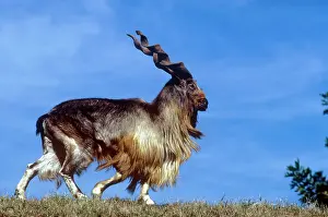 TURKOMEN MARKHOR - male