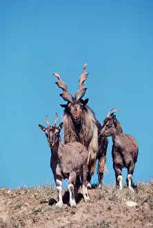 Markhors: Turkomen Markhor - one male & two females