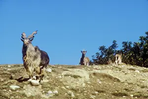 Markhors: Turkomen / Tadjik Markhor - male with two females