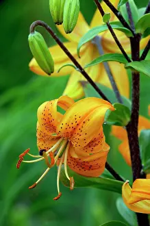 Clusters: Turk's-cap Lily bears up to 20 pendulous orange