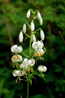 Clusters: Turk's-cap lily - is pure white with unspotted flowers