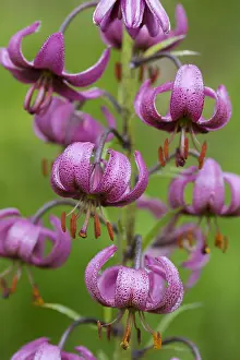 Hohe: Turk's Cap, Martagon Lily - flowering - Hohe Tauern