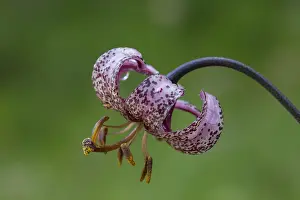 Hohe: Turk's Cap, Martagon Lily - flowering - Hohe Tauern