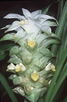Spices: TURMERIC - in flower. Tropical perennial