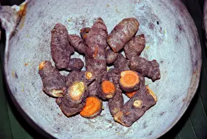 Widely: Turmeric Root, widely grown in the tropics as a