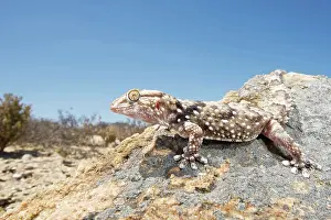 Michele Menegon: Turner's Thick-Toed Gecko