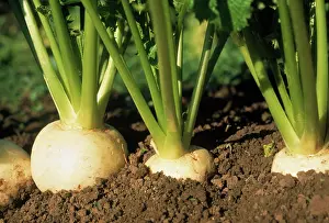 Turnip: Turnip
