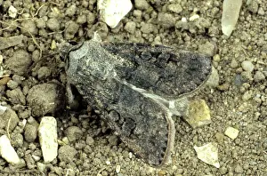 Sword: Turnip cutworm