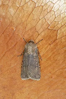 Turnip: Turnip Moth