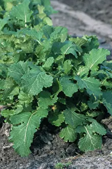 Turnip: Turnip Plants