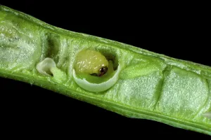 Oilseed: Turnip seed weevil larva