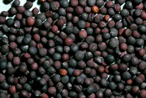 Turnip: Turnip Seeds