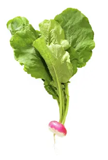 Turnip: Turnip - studio shot