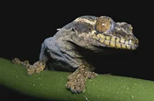 Turnip: Turnip-tailed Gecko
