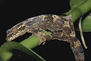 Sticky: Turnip-tailed Gecko